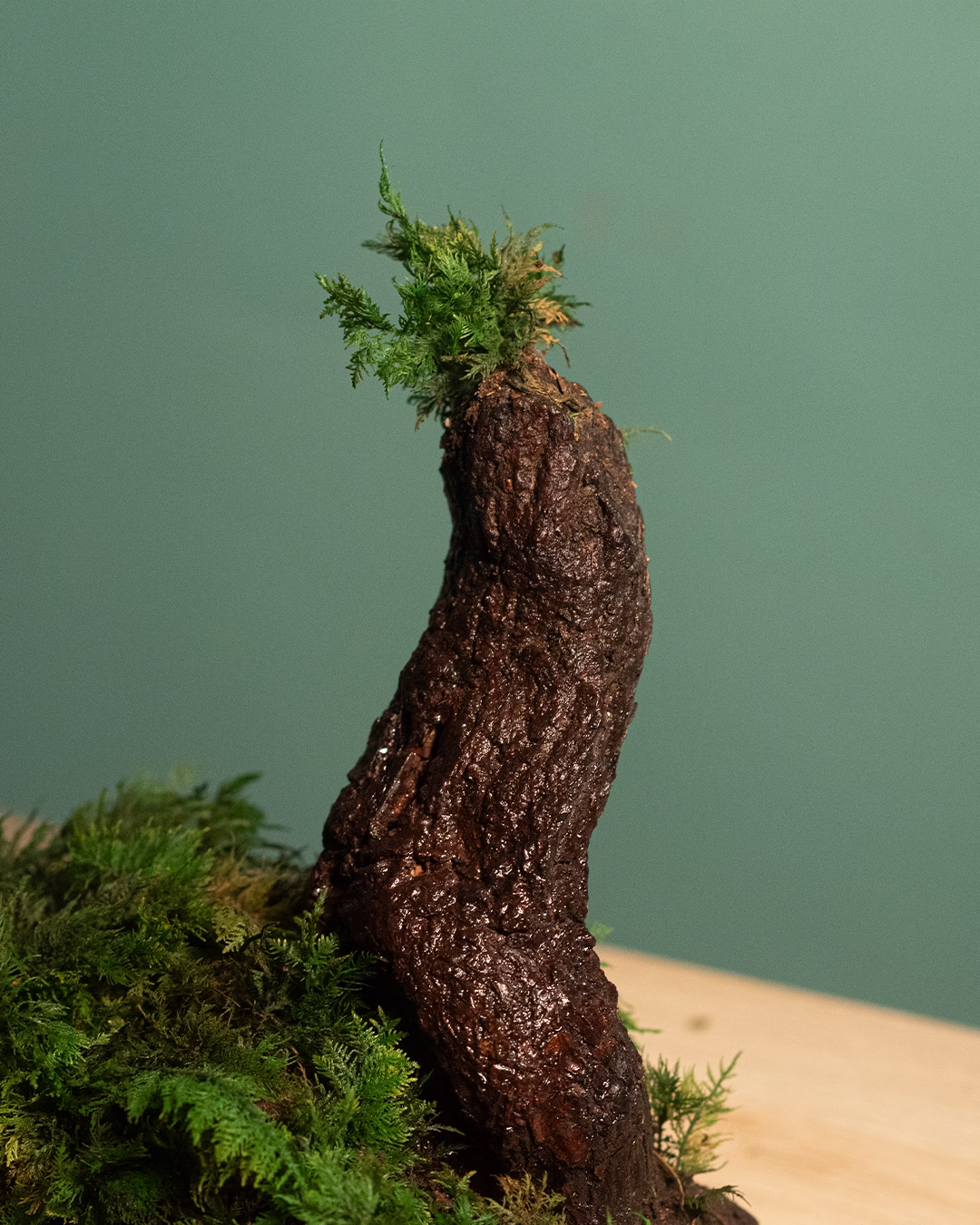 MusgoTree – MiniBosque “Raíz Esculpida” - Imagen 4