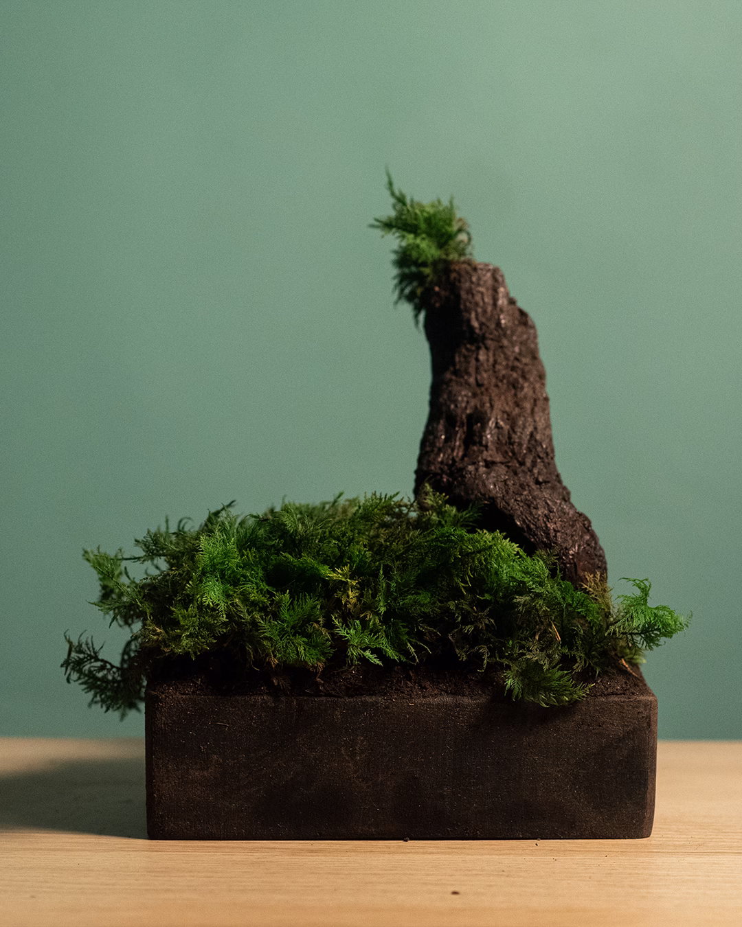 MusgoTree – MiniBosque “Raíz Esculpida”