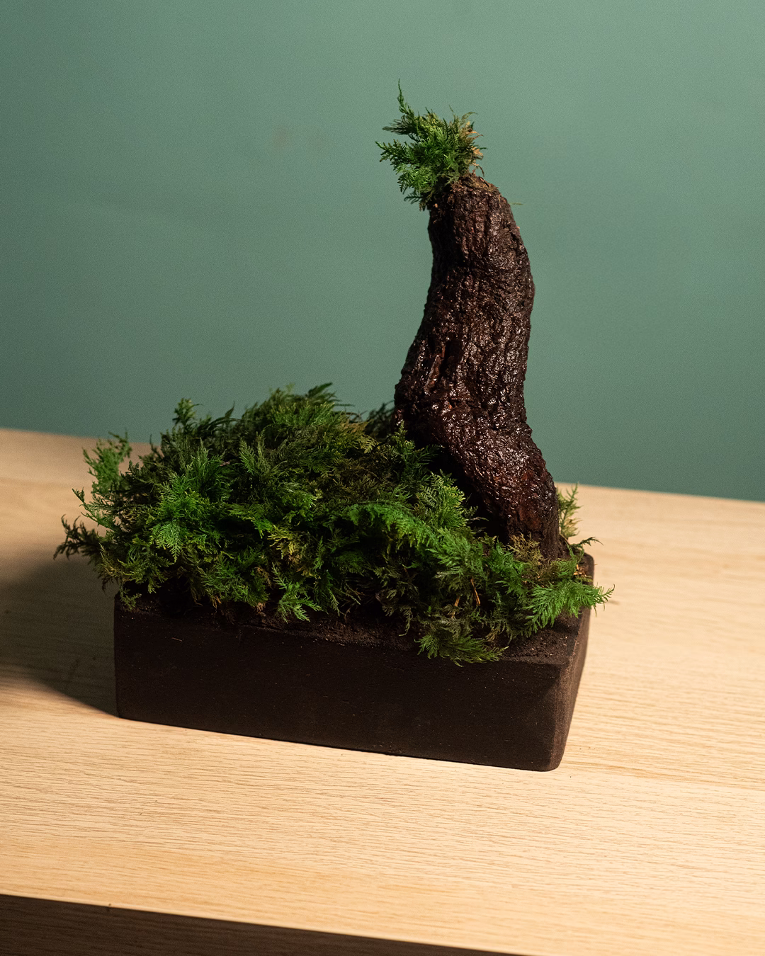MusgoTree – MiniBosque “Raíz Esculpida” - Imagen 3